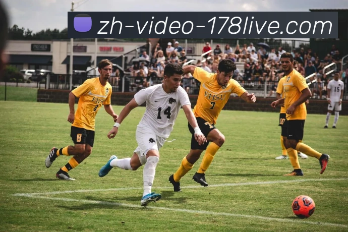 178体育直播平台生态图